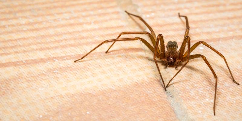 Brown Recluse Fort Wayne