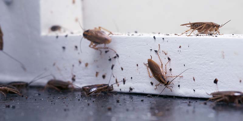 Cockroach Infestation Fort Wayne